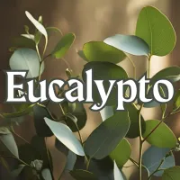 Eucalypto