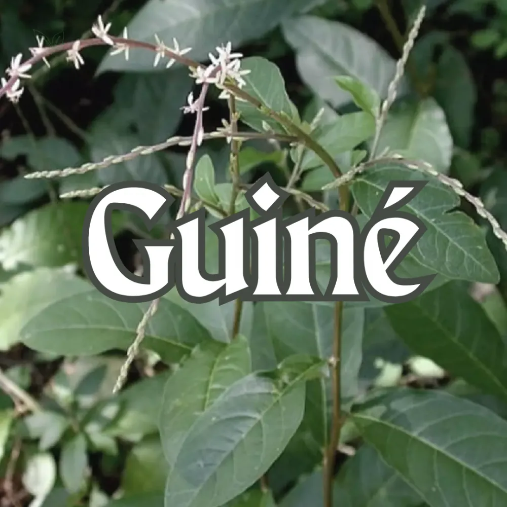 Guiné