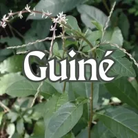 Guiné
