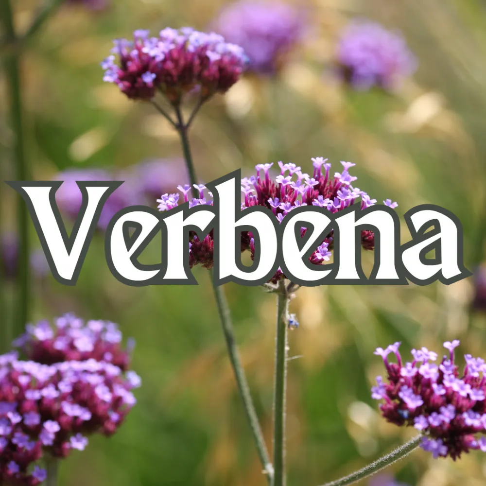 Verbena
