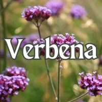 Verbena