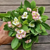 Euphorbia milii Branca e Rosa (planta compacta flores grandes - vaso11)