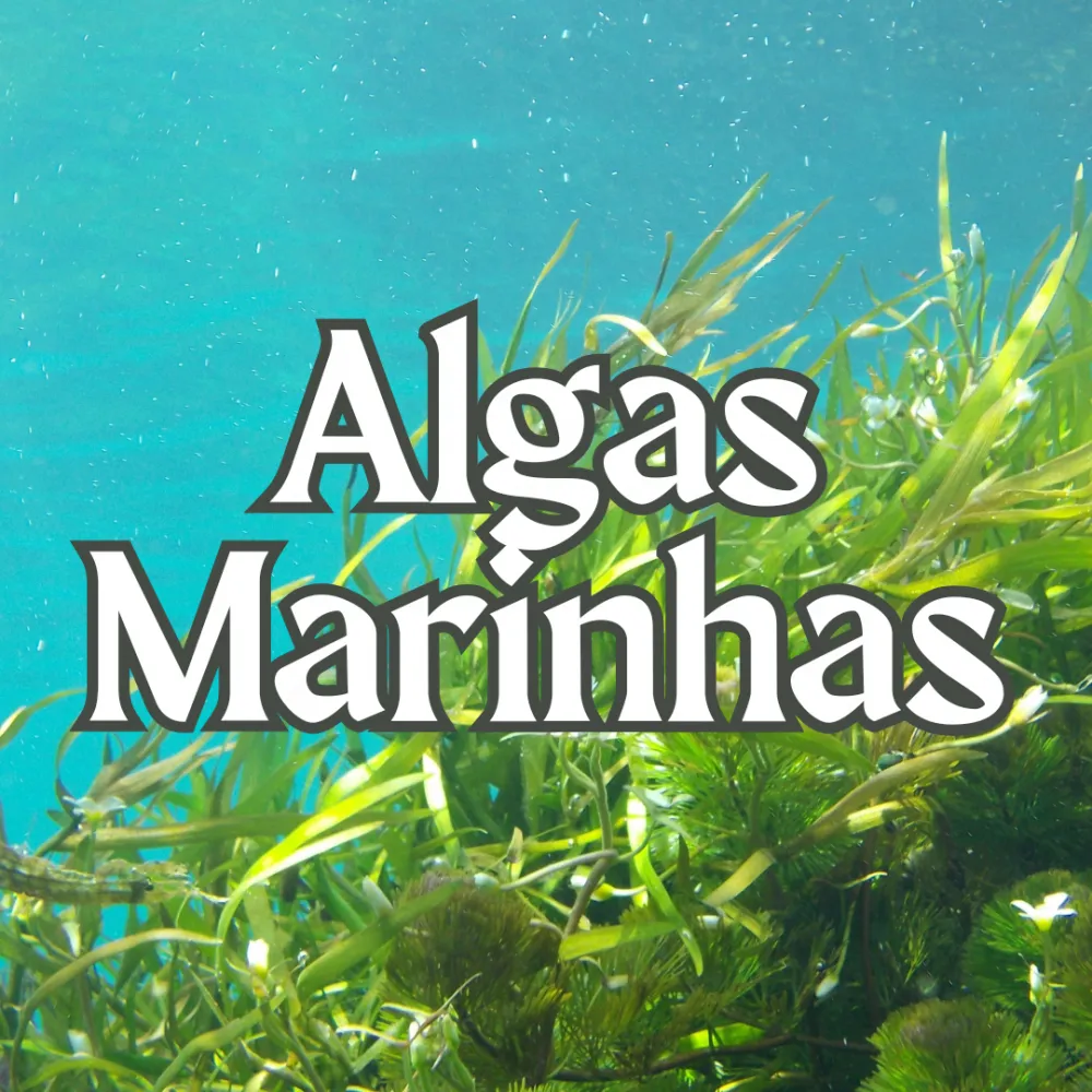Algas Marinhas