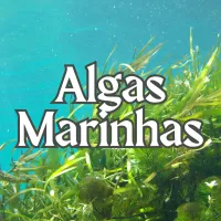Algas Marinhas