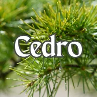 Cedro