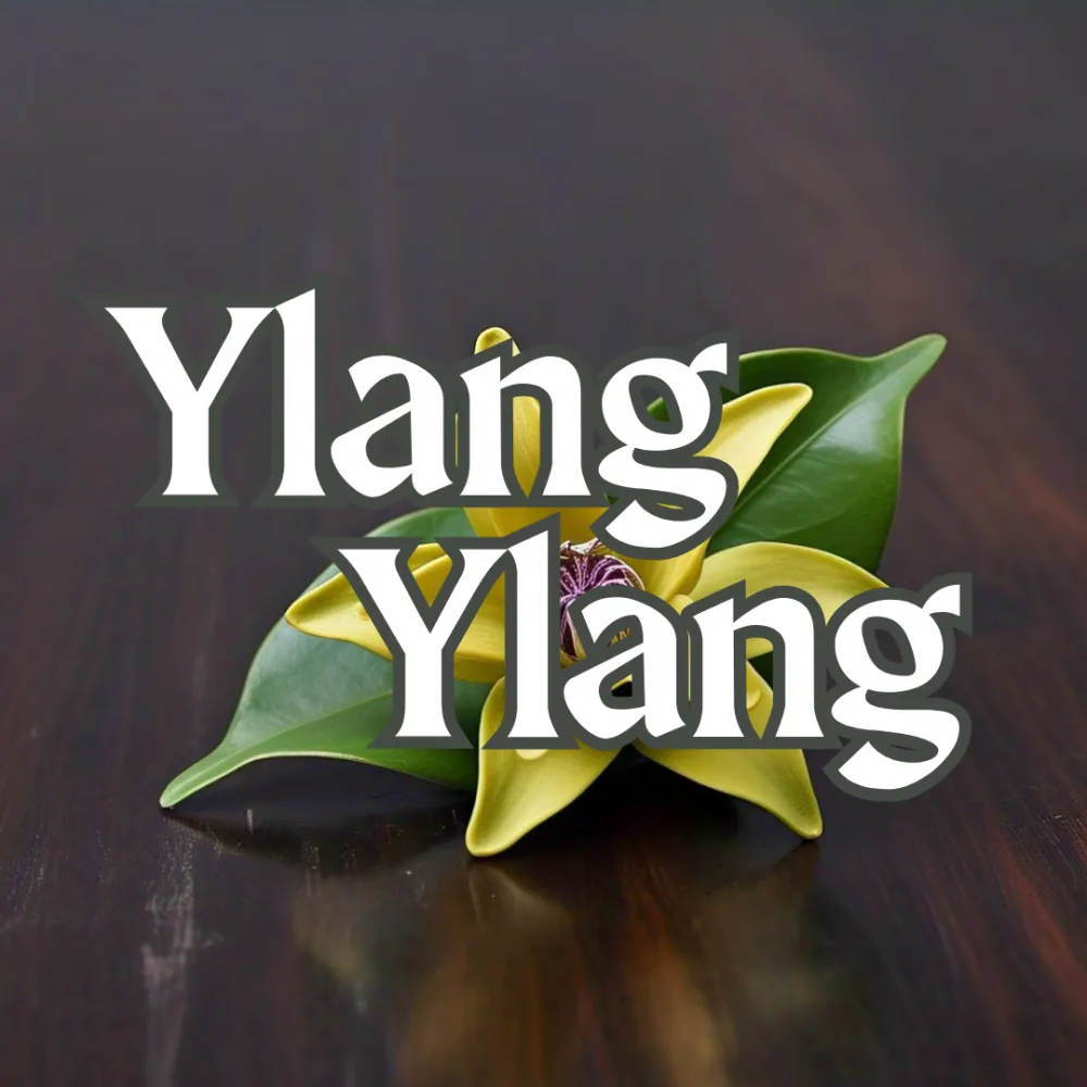 Ylang Ylang