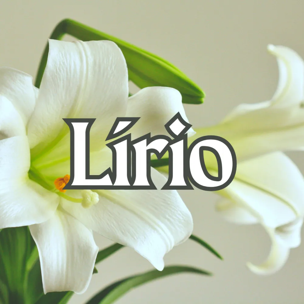 Lírio Imagem
