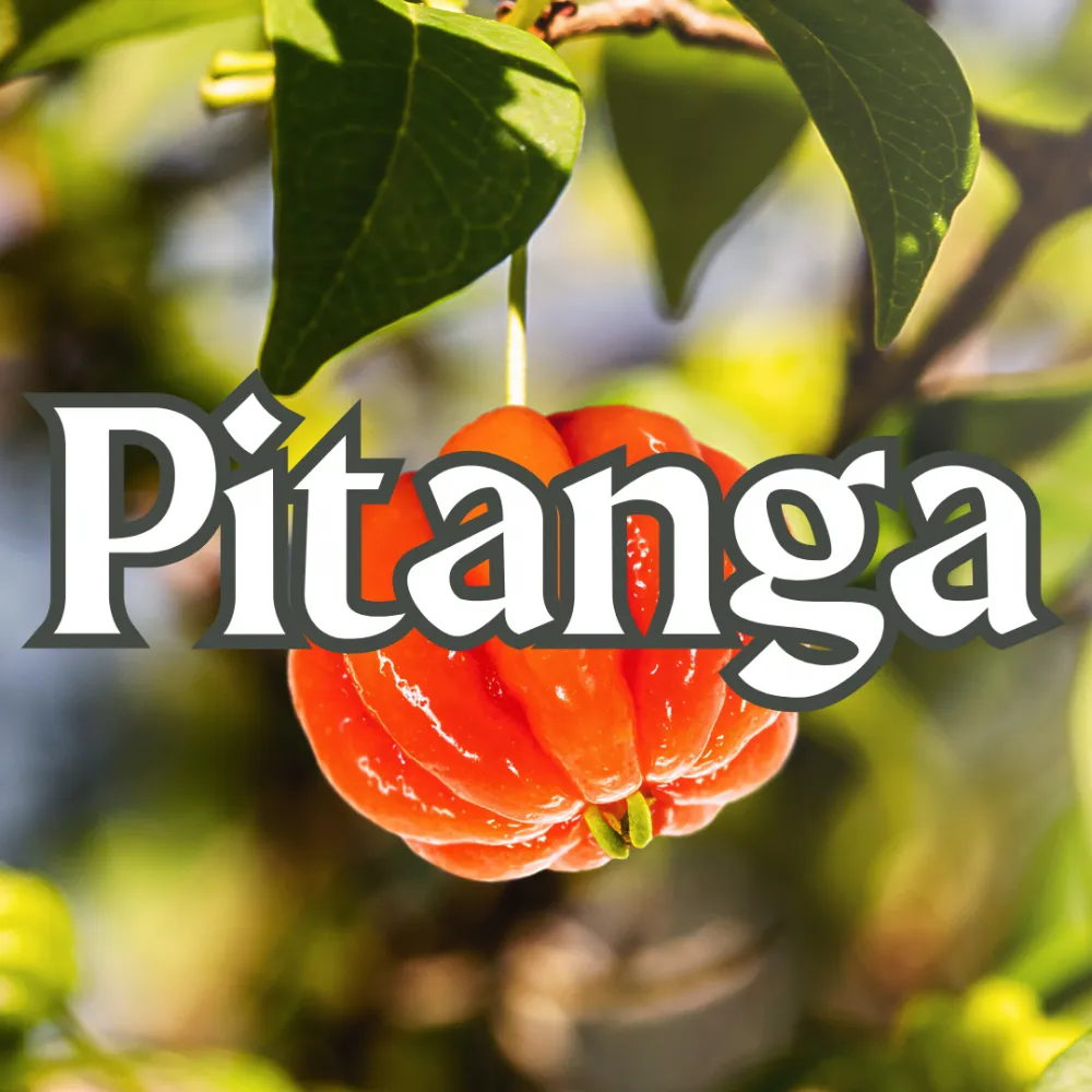 Pitanga Imagem