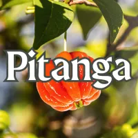 Pitanga