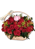 Rosa dos Sonhos 51 Rosas Nacionais