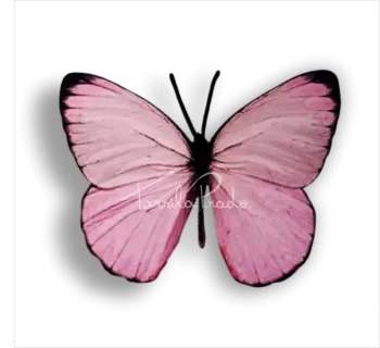 BORBOLETAS DE PAPEL FOTO  - Foto 2