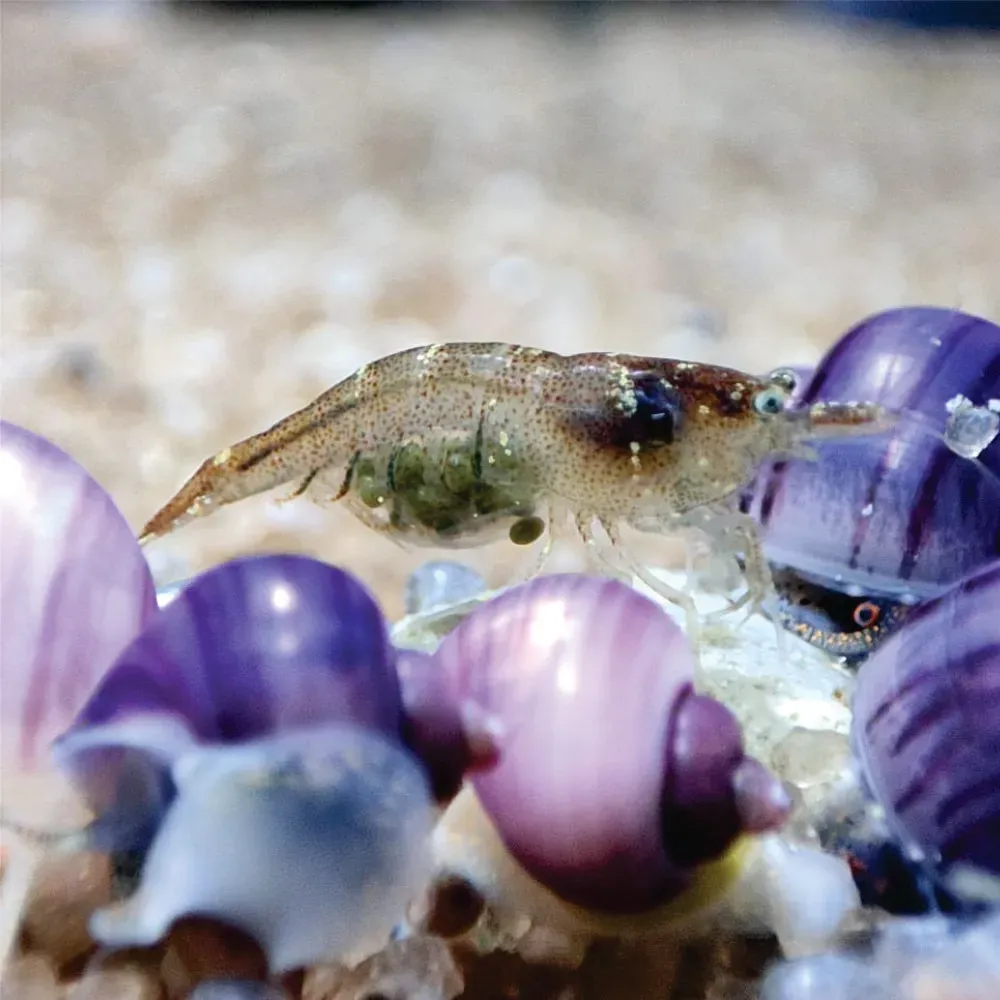 Camarão Caridina -  Malawa  Und.
