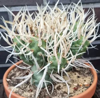 Tephrocactus papyracanthus (cacto espinho de papel - vaso7)