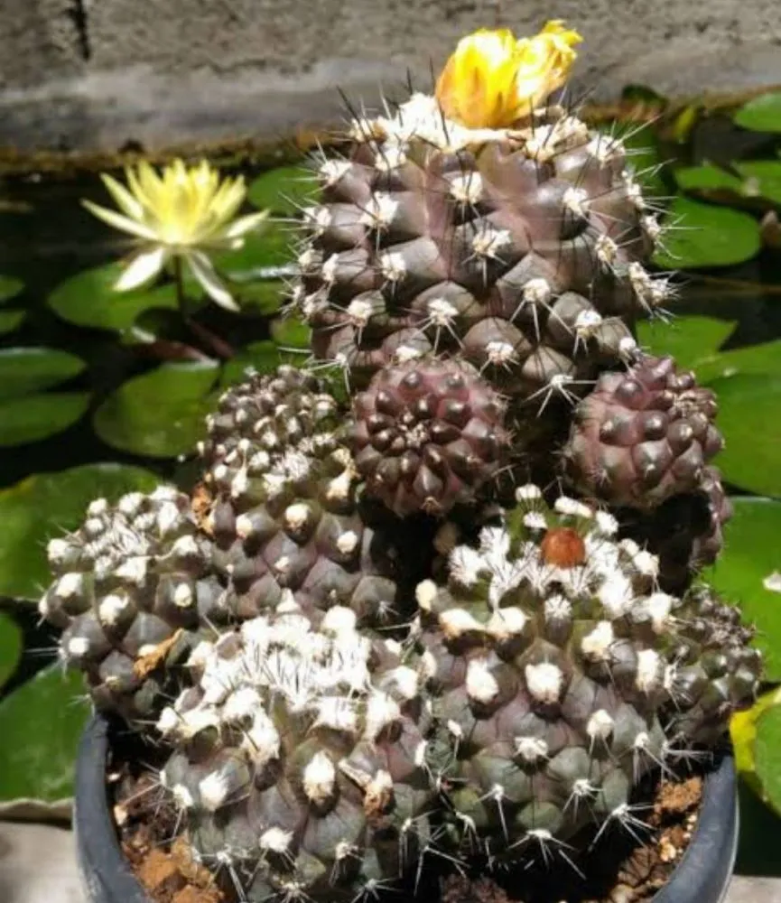 Copiapoa humilis (vaso9)