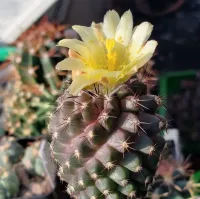 Copiapoa humilis (vaso9) - Foto 2