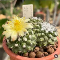 Copiapoa humilis (vaso9) - Foto 3