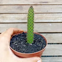 Cleistocactus baumanii (rabo de gato boliviano - vaso11) - Foto 3