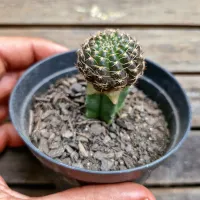 Lobivia arachnacantha v. torrecillacensis (enxerto - vaso9)