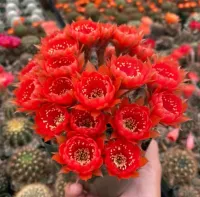 Lobivia arachnacantha v. torrecillacensis (enxerto - vaso9) - Foto 2