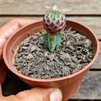 Sulcorebutia rauschii v. violacidermis (enxerto - vaso9)