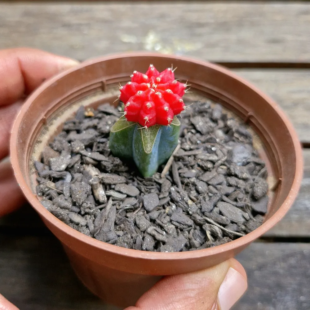 Gymnocalycium mihanovichi vermelho (enxerto - vaso9)