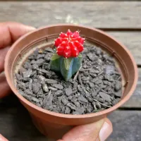 Gymnocalycium mihanovichi vermelho (enxerto - vaso9)