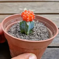 Gymnocalycium mihanovichi laranja (enxerto - vaso9)