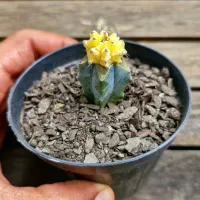 Gymnocalycium mihanovichi amarelo (enxerto - vaso9)