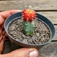 Gymnocalycium mihanovichi Friederichii rajado (enxerto - vaso9)