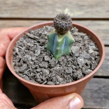 Frailea castanea (enxerto - vaso9)