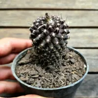 Copiapoa humilis (vaso9) - Foto 4