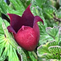 Stapelia leendertziae cristata (vaso9) - Foto 2