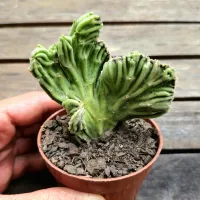 Stapelia leendertziae cristata (vaso9) - Foto 3