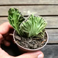 Stapelia leendertziae cristata (vaso9) - Foto 4