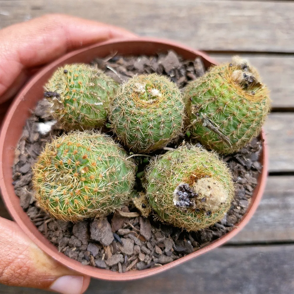 Frailea pumila (colônia - vaso11)