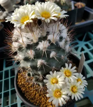 Turbinicarpus gielsdorfianus (gymnocactus gielsdorfianus -vaso7)