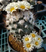 Turbinicarpus gielsdorfianus (gymnocactus gielsdorfianus -vaso7)