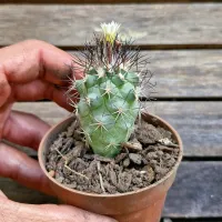 Turbinicarpus gielsdorfianus (gymnocactus gielsdorfianus -vaso7) - Foto 2