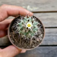 Turbinicarpus gielsdorfianus (gymnocactus gielsdorfianus -vaso7) - Foto 3