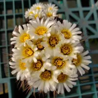 Turbinicarpus gielsdorfianus (gymnocactus gielsdorfianus -vaso7) - Foto 4