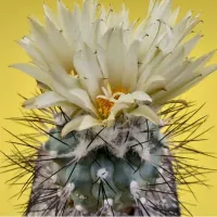 Turbinicarpus gielsdorfianus (gymnocactus gielsdorfianus -vaso7) - Foto 5