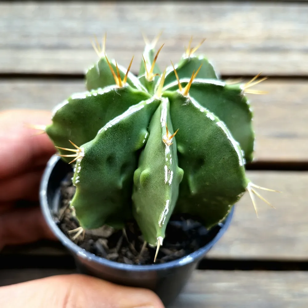 Astrophytum ornatum cv. 