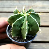 Astrophytum ornatum cv. 'Fukuryu Haku' (único - vaso7)