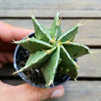 Astrophytum ornatum cv. 'Fukuryu Haku' (único - vaso7) - Foto 2