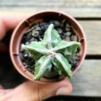 Astrophytum myriostigma cv. 'Fukuryu' 5K (vaso7) - Foto 2