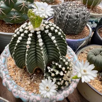 Gymnocalycium mihanovichi HB LB2178 Tailandia (vaso7)