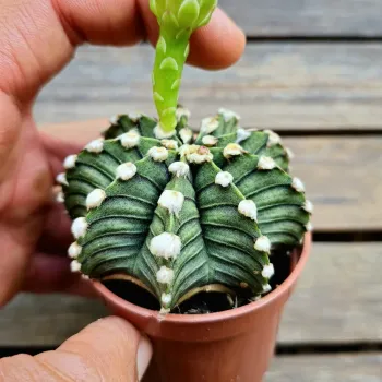 Gymnocalycium mihanovichi HB LB2178 Tailandia (vaso7) - Foto 2