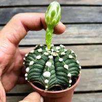 Gymnocalycium mihanovichi HB LB2178 Tailandia (vaso7) - Foto 3