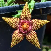 Orbea semota X Orbea variegata (1 haste enraizada)