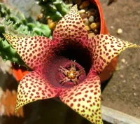 Tavarorbea cv. 'Red Leopard' (1 haste)